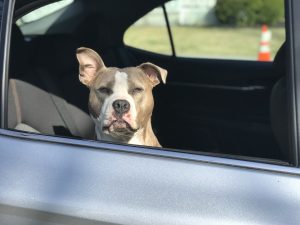 proteger as rodas do carro de xixi de cachorro