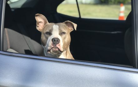 proteger as rodas do carro de xixi de cachorro