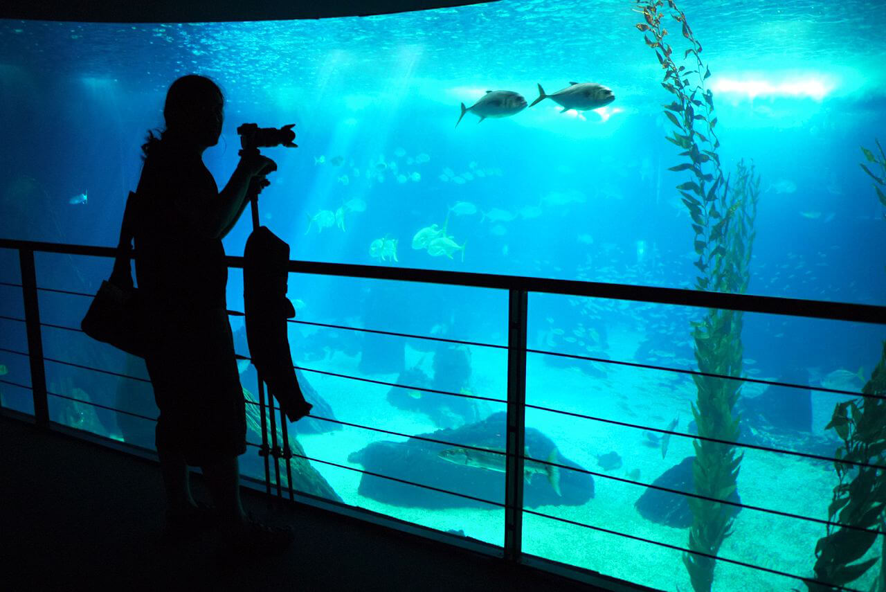 oceanario-lisboa-lugares-turísticos de Lisboa