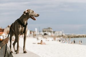 Seguro viagem para pet